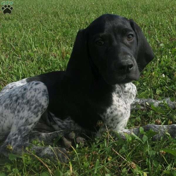 Spencer, German Shorthaired Pointer Puppy